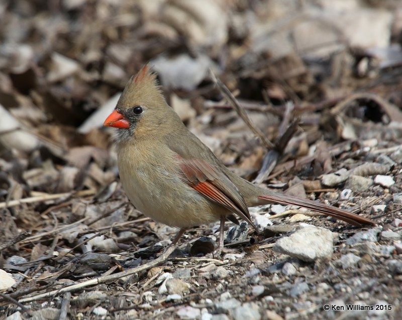 Northern Cardinal female, below Granger Dam, TX, 2_17_2015, Jp_00219.jpg