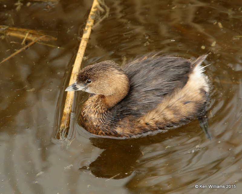 Pied-billed Grebe - nonbreeding plumage, South Padre Island, TX, 02_21_2015_Jp_01931.jpg