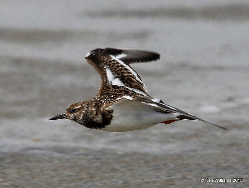 Ruddy Turnstone non breeding, South Padre Island, TX, 02_21_2015_Jpa_02279.jpg