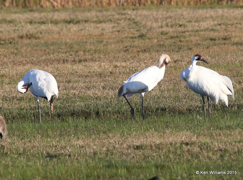 Whooping Sandhill Cranes, Aransas NWR, TX, 02_18_2015_Jpa_00738.jpg
