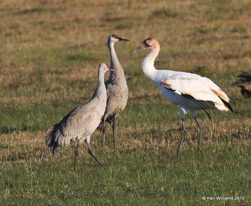 Whooping Crane juvenile right & Sandhill Cranes left, Aransas NWR, TX, 02_18_2015_Jp_00671.jpg