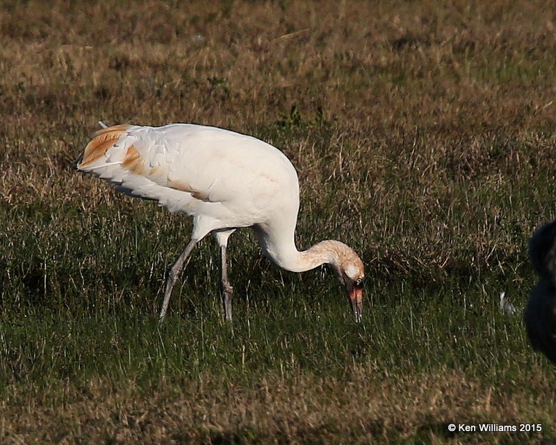 Whooping Crane juvenile, Aransas NWR, TX, 02_18_2015_Jp_00693.jpg