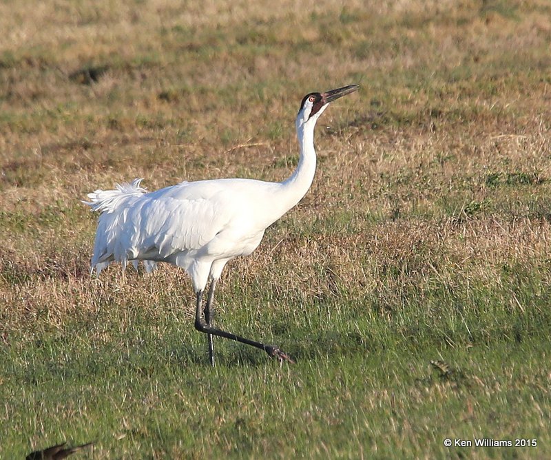 Whooping Crane, Aransas NWR, TX, 02_18_2015_Jp_00691.jpg