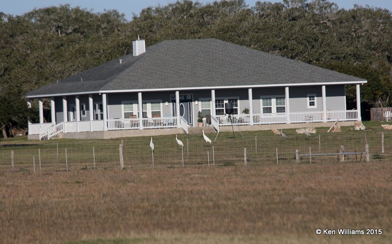 Whooping Cranes, Aransas NWR, TX, 02_18_2015_Jpa_00777.jpg