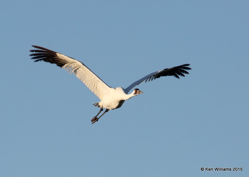 Whooping Crane, Aransas NWR, TX, 02_18_2015_Jp_00657.jpg