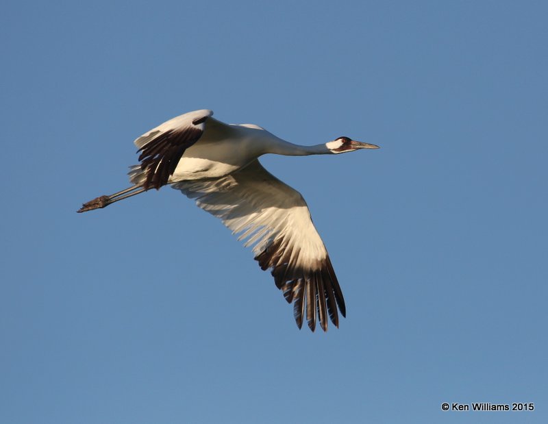 Whooping Crane, Aransas NWR, TX, 02_18_2015_Jp_00659.jpg