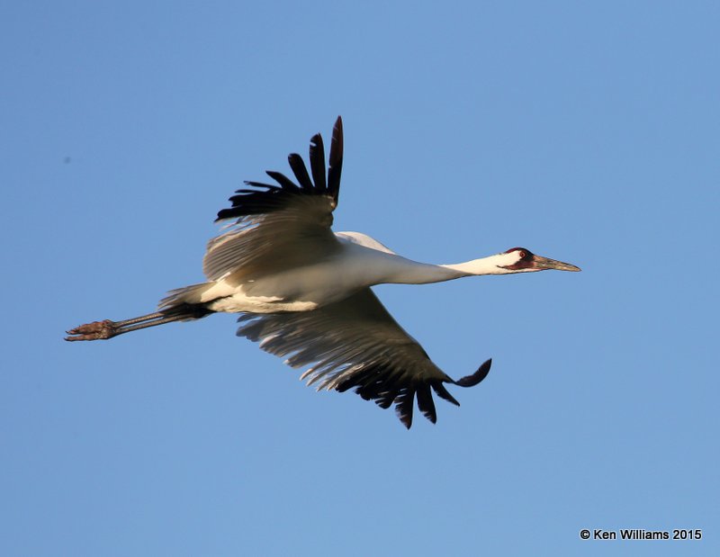 Whooping Crane, Aransas NWR, TX, 02_18_2015_Jpa_00660.jpg