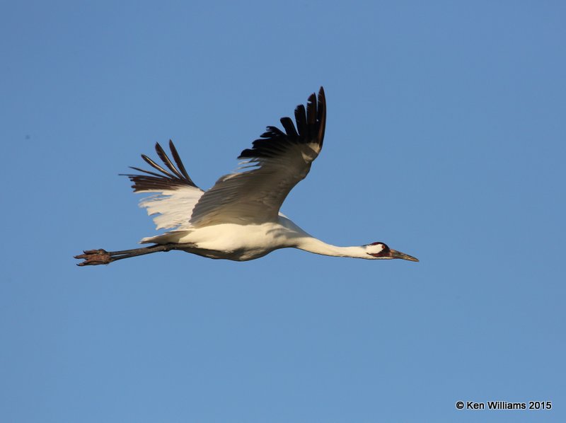 Whooping Crane, Aransas NWR, TX, 02_18_2015_Jpa_00662.jpg