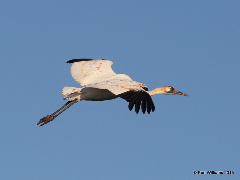Whooping Crane juvenile, Aransas NWR, TX, 02_18_2015_Jpa_00664.jpg