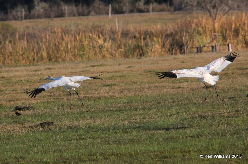 Whooping Cranes, Aransas NWR, TX, 02_18_2015_Jpa_00667.jpg