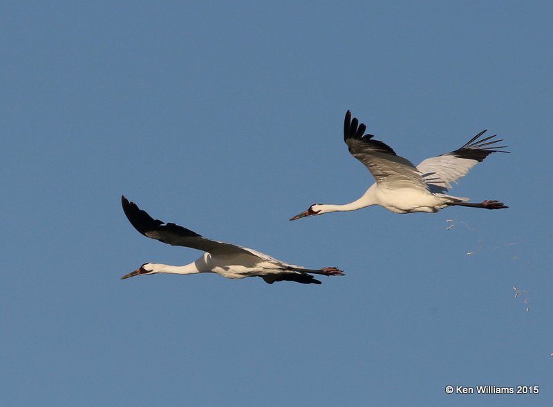 Whooping Cranes, Aransas NWR, TX, 02_18_2015_Jpa_00729.jpg