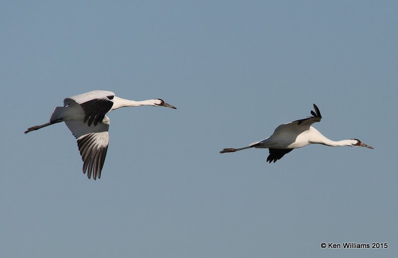 Whooping Cranes, Aransas NWR, TX, 02_18_2015_Jpa_00834.jpg