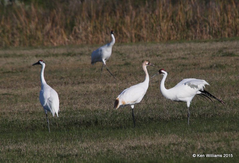 Whooping Cranes, Aransas NWR, TX, 02_18_2015_Jpa_00839.jpg
