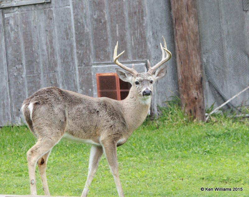 White-tailed Deer buck, Port Mansfield, TX, 02_23_2015_Jp_22965.JPG