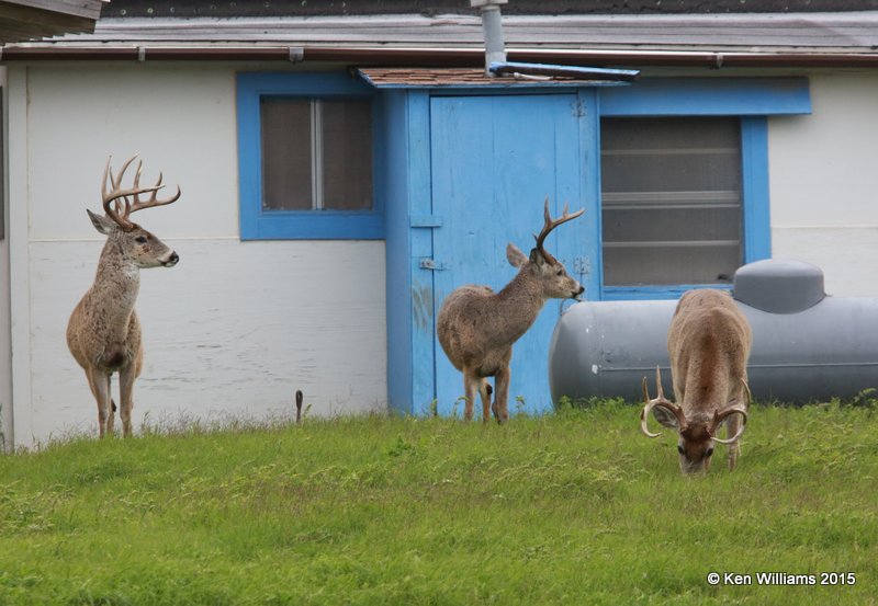 White-tailed Deer bucks, Port Mansfield, TX, 02_23_2015_Jp_22994.JPG
