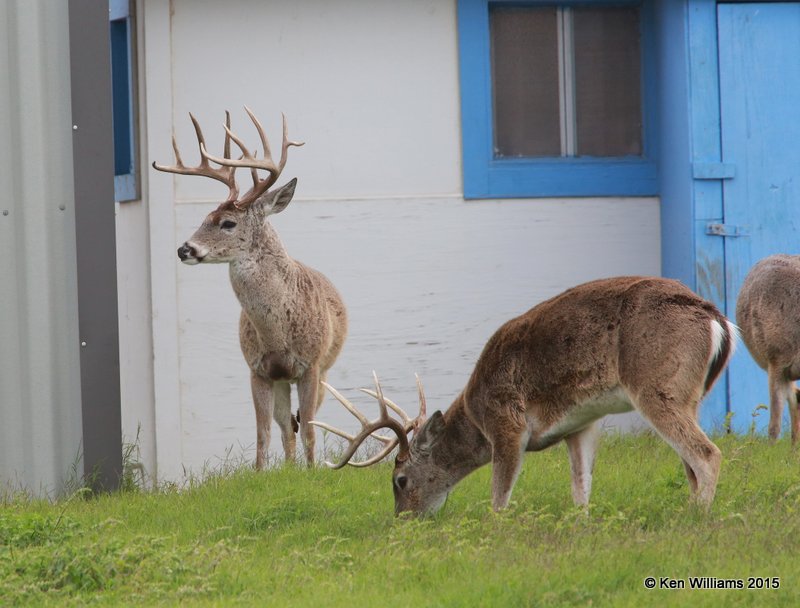 White-tailed Deer bucks, Port Mansfield, TX, 02_23_2015_Jp_23000.JPG