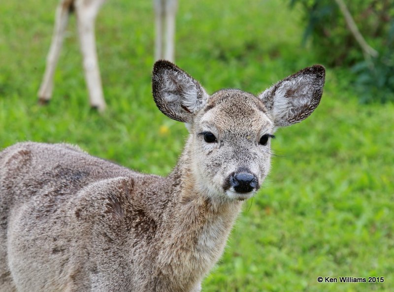 White-tailed Deer doe, Port Mansfield, TX, 02_23_2015_Jp_22980.JPG