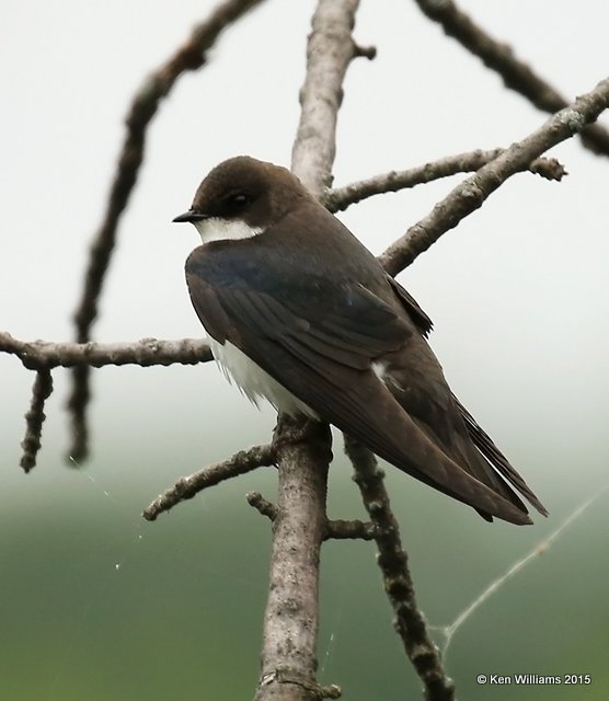 Tree Swallow female, McGee Marsh, OH, 05_19_2015_Ja8_04641.JPG