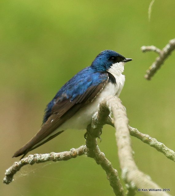 Tree Swallow male, McGee Marsh, OH, 05_19_2015_Ja8_04649.JPGTree Swallow male, McGee Marsh, OH, 05_19_2015_Ja8_04649.JPG