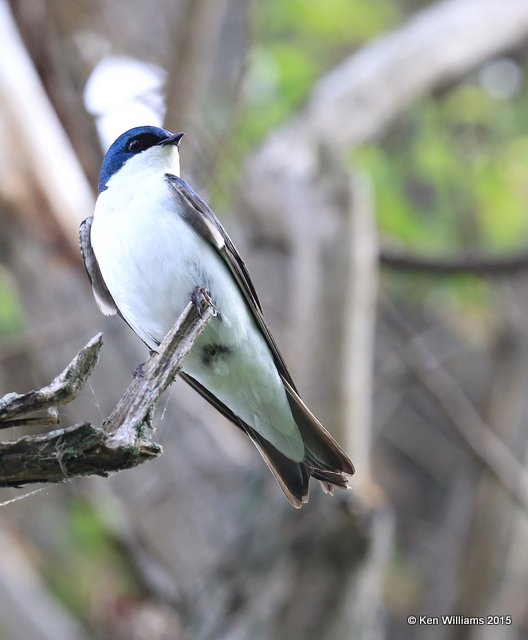 Tree Swallow male, McGee Marsh, OH, 05_19_2015_Jp_04194.JPG