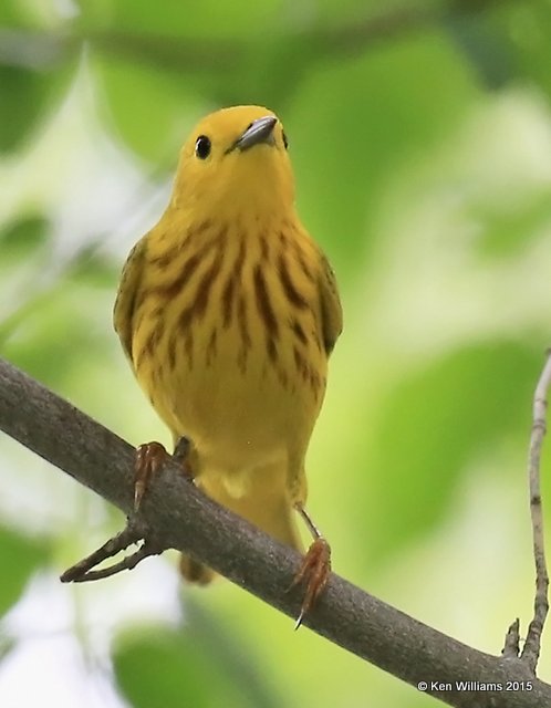 Yellow Warbler male, McGee Marsh, OH, 05_18_2015_Ja8_04051.JPG