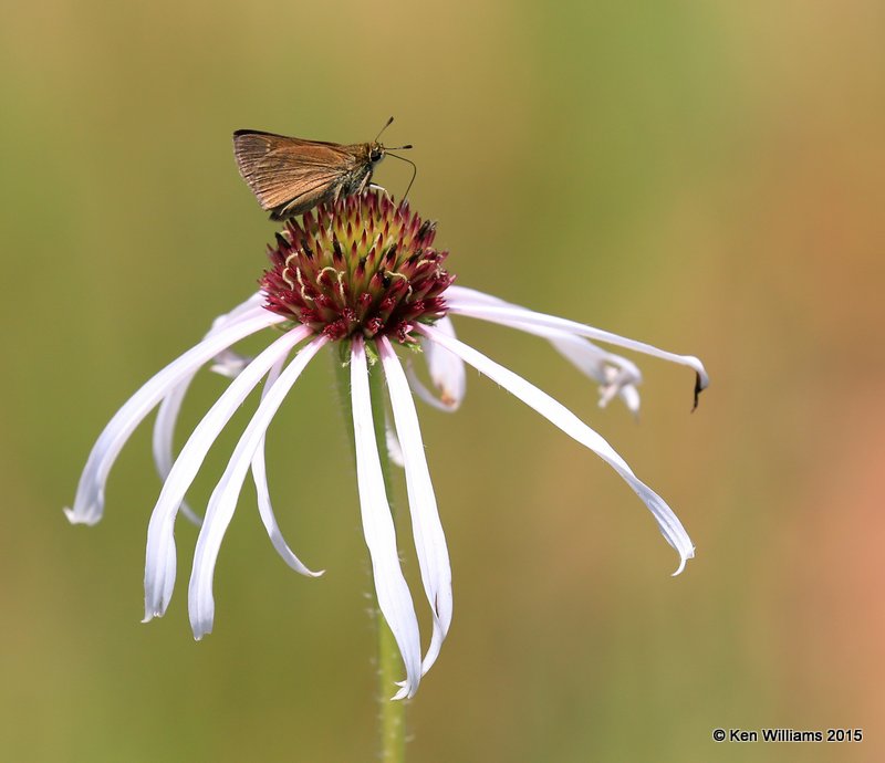 Northern Broken-dash Skipper, Osage Co, OK, 6-9-15, Jpp8_31616.jpg