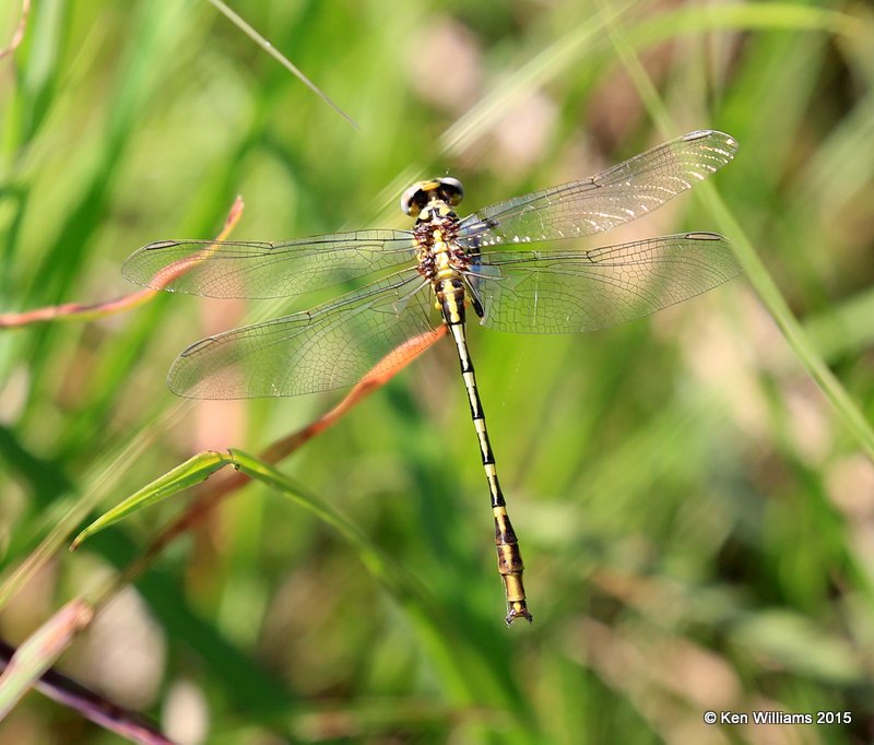 Sulphur-tipped Clubtail, Osage Co, OK, 6-9-15, Jp8_31474.jpg