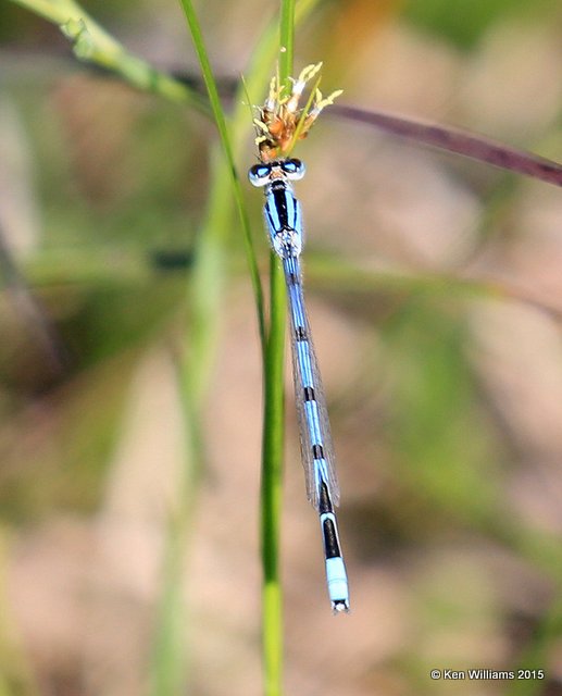 Familiar Bluet male, Osage Co, OK, 6-9-15, Jp8_31363.jpg
