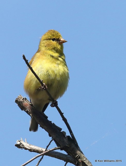 American Goldfinch female - breeding, Rogers Co yard, OK, 5-2-15, Jp_28137.JPG