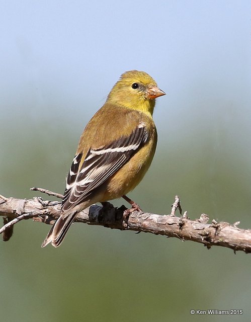 American Goldfinch female - nonbreeding, Rogers Co yard, OK, 5-2-15, Jp_28163.JPG