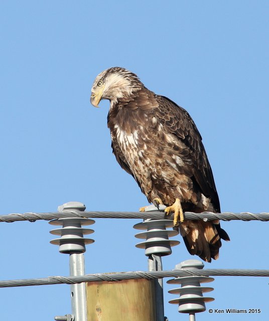 Bald Eagle 3rd year, Osage Co, OK, 1-23-15, Jp_3399.JPG