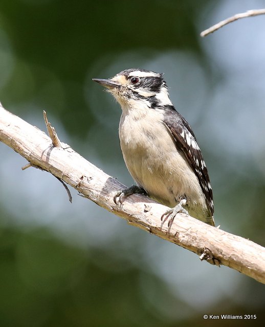 Downy Woodpecker female, Rogers Co, OK, 5-12-15, Jp_30293.JPG