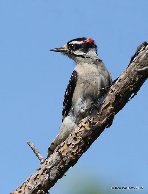 Downy Woodpecker male, Rogers Co yard, OK, 5-2-15, Jp_28199.JPG