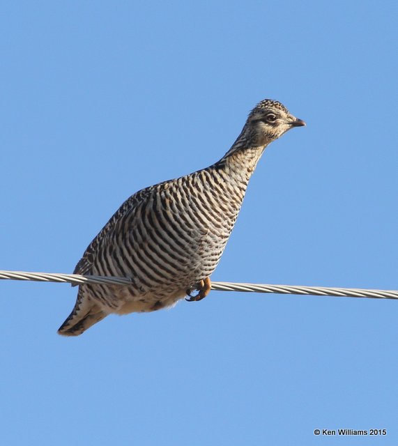 Greater Prairie Chicken, Osage Co, OK, 1-23-15, Jp_3236.JPG