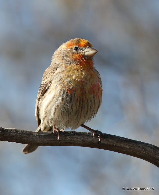 House Finch - yellow variant, Rogers Co. yard, OK, 3-26-15, Jp_24871.JPG
