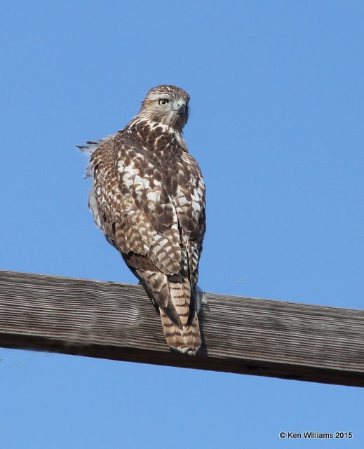 Red-tailed Hawk - Eastern juvenile, Osage Co, OK, 1-23-15, Jp_2746.JPG