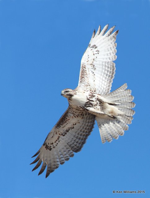 Red-tailed Hawk - Eastern juvenile, Osage Co, OK, 3-6-15, Jpa_23870.JPG