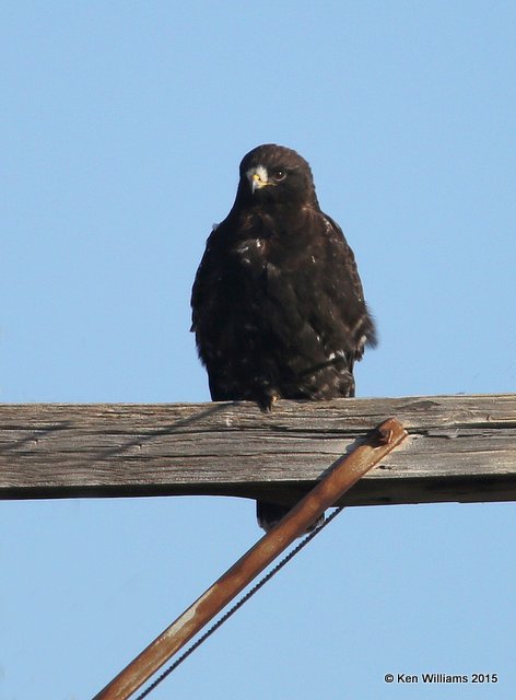 Rough-legged Hawk - dark morph brown type, Osage Co, OK, 1-23-15, Jpa8_2687.JPG