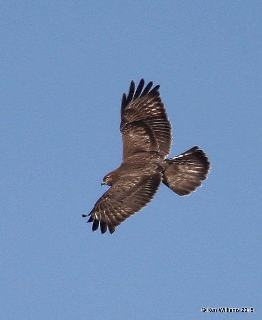 Rough-legged Hawk - dark morph brown type, Osage Co, OK, 1-23-15, Jpp_2965.JPG