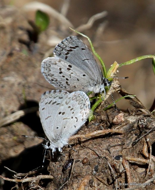 Spring Azure, Cherokee Co, OK, 3-30-15, Jp_25525.JPG