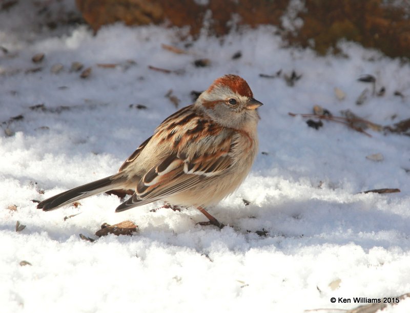 American Tree Sparrow, Rogers Co yard, OK, 3-5-15, Jp_23230.jpg