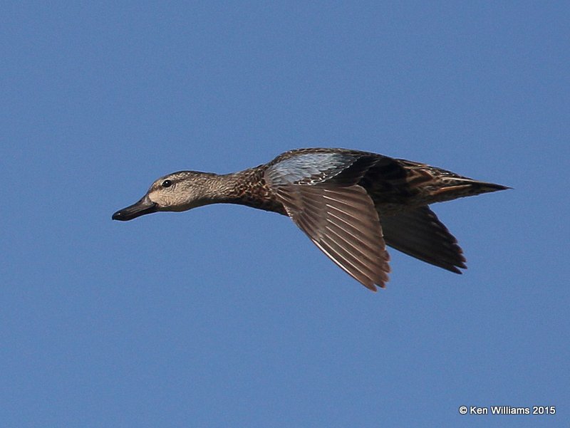 Blue-winged Teal female, Tulsa Co, OK, 4-10-15, Jp_25846.jpg