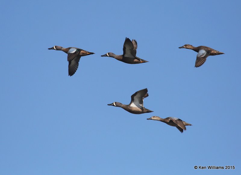 Blue-winged Teal, Tulsa Co, OK, 4-10-15, Jpa8_25807.jpg