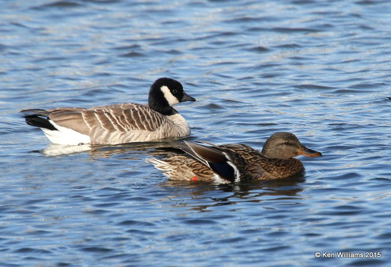 Cackling Goose - Richardson's left and Mallard hen right, Garfield Co, OK, 2-6-15, Jpa_22858.jpg