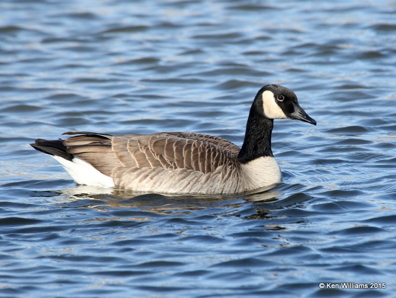 Canada Goose - Lesser form, Garfield Co, OK, 2-6-15, Jp_22744.jpg