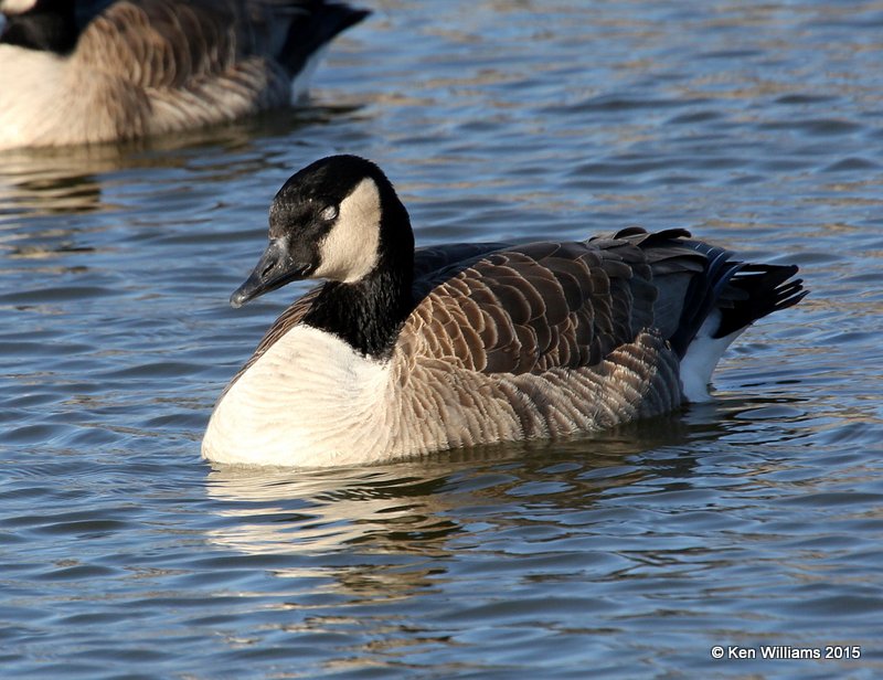 Canada Goose - Lesser form, Garfield Co, OK, 2-6-15, Jp_22938.jpg