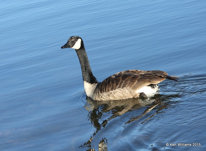 Canada Geese - Common, Tulsa Co, OK 12-16-4, Jp_2537.jpg