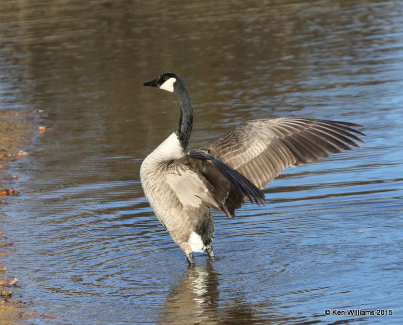 Canada Geese - Common, Tulsa Co, OK, 12-16-4, Jp_2542.jpg