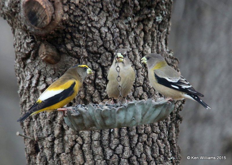 Evening Grosbeak male left & 2 females, Oklahoma Co, OK, 3-27-15, Jpa8_24939.jpg