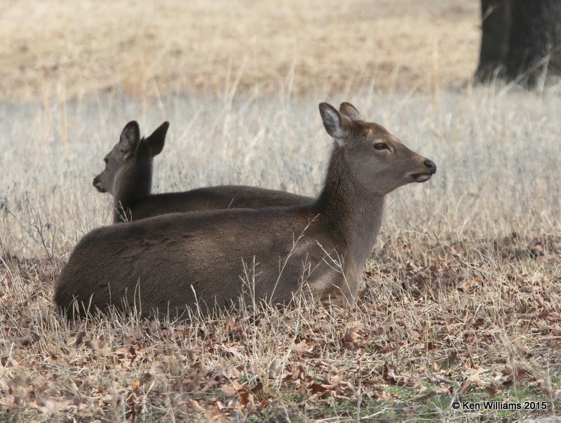 Fallow Deer, Woolaroc, Osage Co, OK, 3-14-15, Jp_24696.jpg